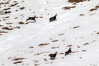 Gamswild, Rupicapra rupicapra, in den Schladminger Tauern