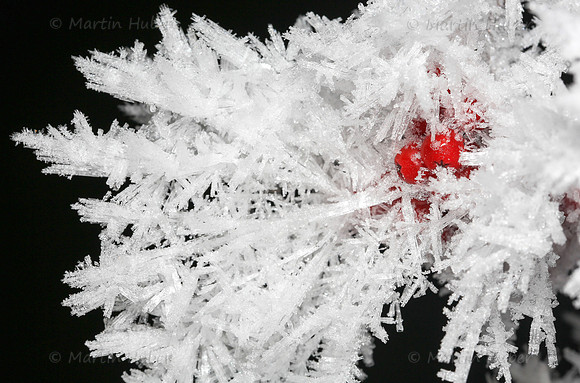 Vogelbeeren und Eiskristalle