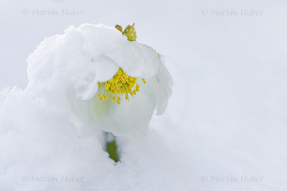 THEMENBILD, Wintereinbruch im Frühling in Österreich