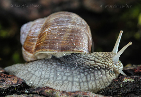 Weinbergschnecke