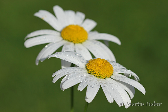 Margeriten