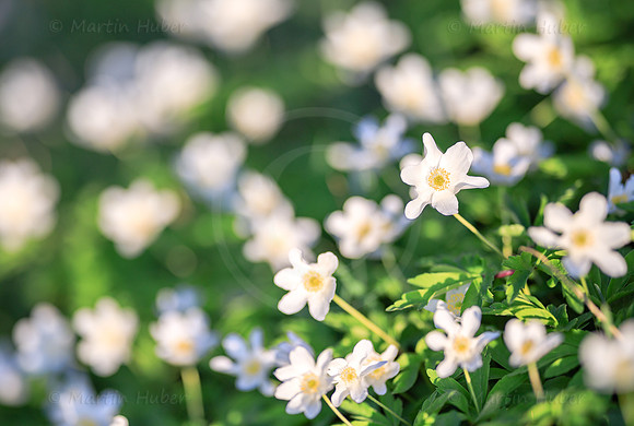 Frühling, Buschwindröschen