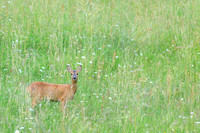 Sommer, Wild, Reh