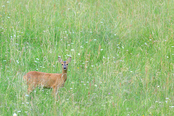Sommer, Wild, Reh