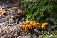 THEMENBILD, Schwammerlsuchen, Pilze sammeln, Eierschwammerl, Pfifferling