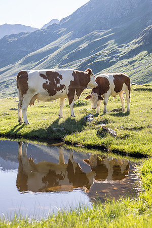 THEMENBILD, Kühe auf der Alm