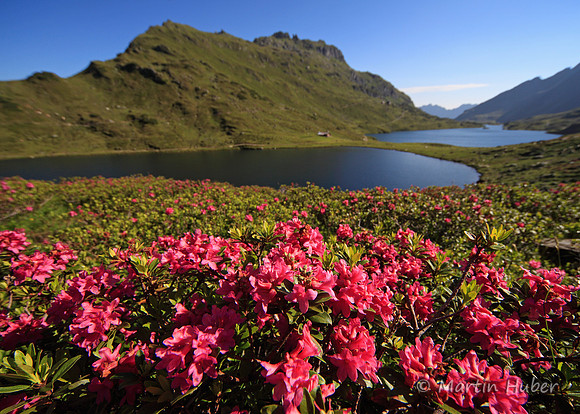 Steinrosen (Rostblättrige Alpenrosen) am Giglachsee