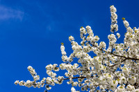 THEMENBILD, Frühling in den Bergen