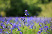 Sibirische Schwertlilie, Iris sibirica