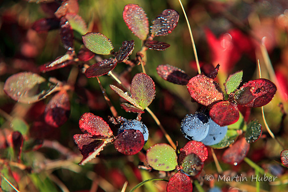 Nebelbeeren