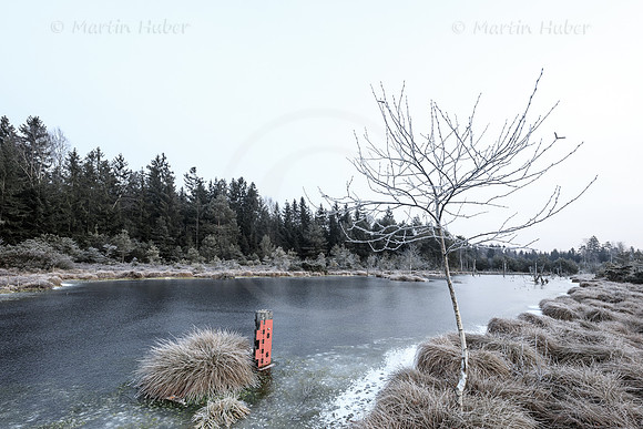 Wintermorgen im Wenger Moor