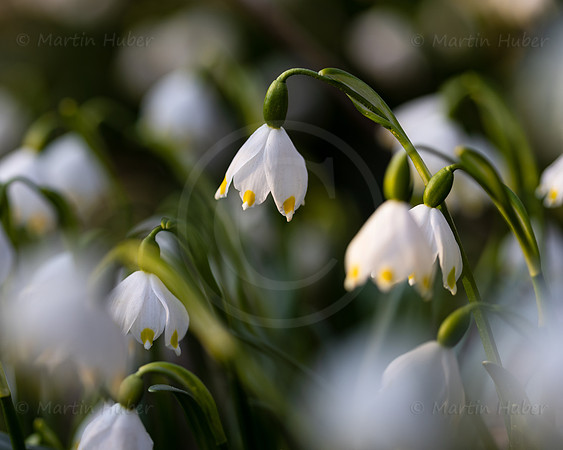Frühlingsknotenblumen, Leucojum vernum