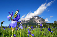 Sibirische Schwertlilie - Iris sibirica - blueht am Fusse des Grimmings