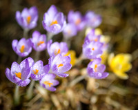 Fruehlingserwachen - Krokusse mit Wassertropfen