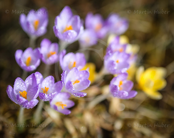 Fruehlingserwachen - Krokusse mit Wassertropfen