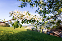 THEMENBILD, Frühling in den Bergen