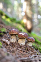THEMENBILD, Schwammerlsuchen, Pilze sammeln, Steinpilz, Herrenpilz