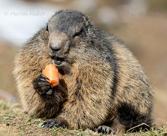 Murmeltier, Marmota