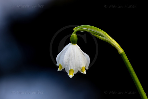 Frühlingsknotenblumen, Leucojum vernum