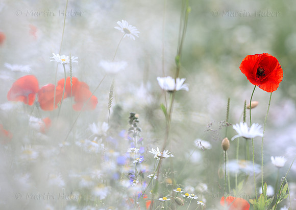 Klatschmohn