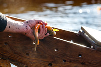 Grundlsee, Laichfischen, Lechfischen