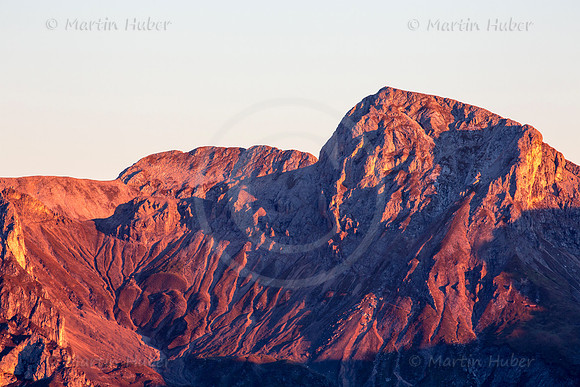 Hohe Rams in der Morgensonne