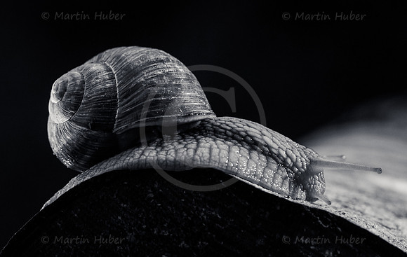 Weinbergschnecke