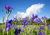 Sibirische Schwertlilie - Iris sibirica - blueht am Fusse des Grimmings