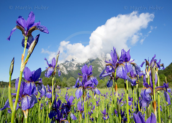 Sibirische Schwertlilie - Iris sibirica - blueht am Fusse des Grimmings