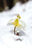THEMENBILD, Wintereinbruch im Frühling in Österreich
