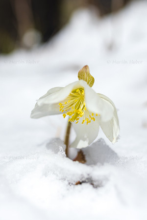 THEMENBILD, Wintereinbruch im Frühling in Österreich