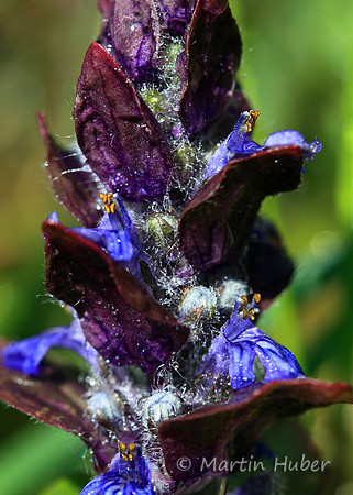 Blüte eines Kriechenden Günsels