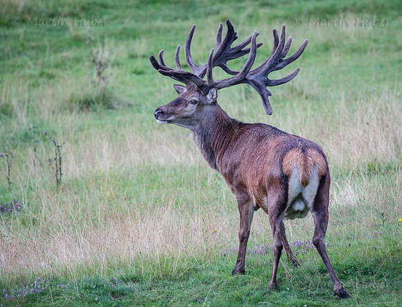 Kapitaler Hirsch
