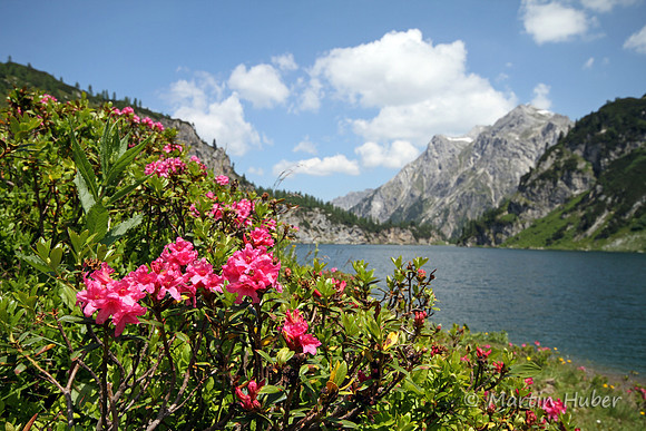 Almrausch am Tappenkarsee