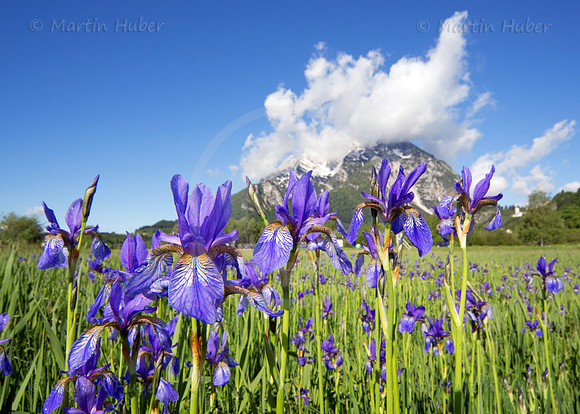 Sibirische Schwertlilie - Iris sibirica - blueht am Fusse des Grimmings