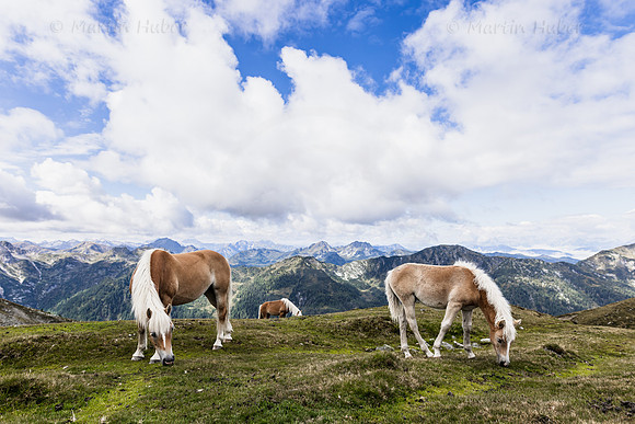 THEMENBILD, Pferde auf der Alm