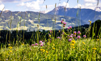 Bio-Lehrpfad Ramsau am Dachstein