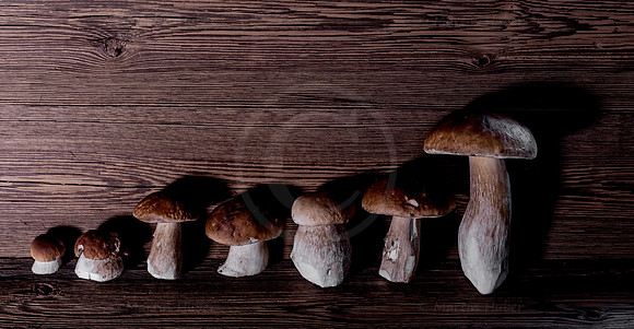 Food-Fotografie, Steinpilze und Herrenpilze