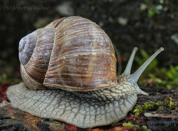 Weinbergschnecke