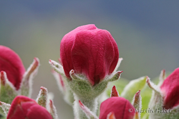 Apfelblüte
