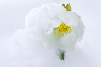 THEMENBILD, Wintereinbruch im Frühling in Österreich