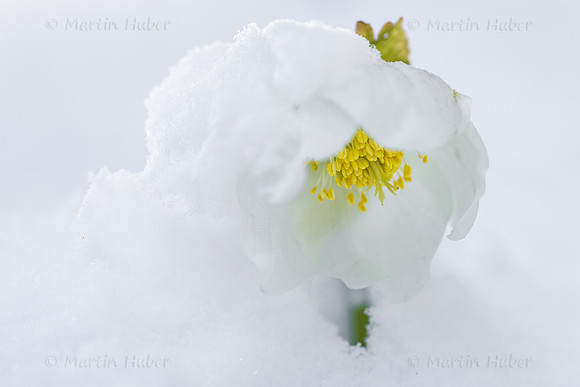 THEMENBILD, Wintereinbruch im Frühling in Österreich