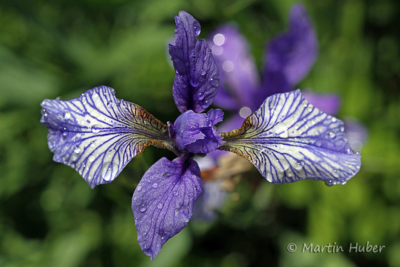 Sibirische Schwertlilie (Iris sibirica)