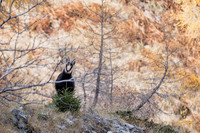 Gamswild, Rupicapra rupicapra, in den Schladminger Tauern