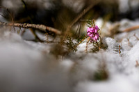 THEMENBILD, Wintereinbruch im Frühling in Österreich