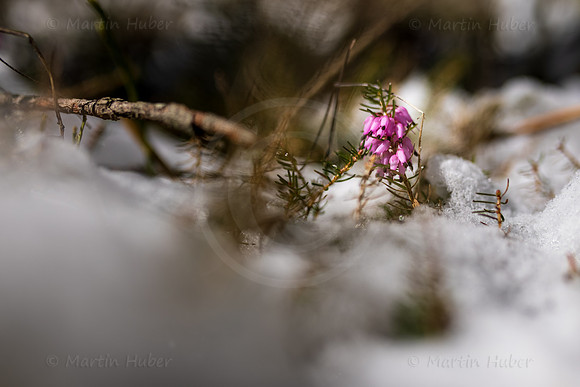 THEMENBILD, Wintereinbruch im Frühling in Österreich