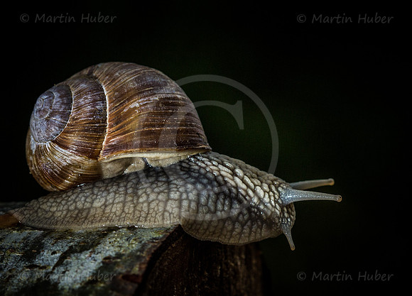 Weinbergschnecke
