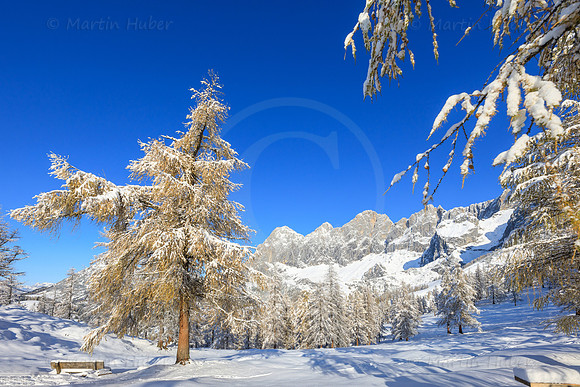 Brandriedel, Dachstein