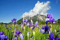 Sibirische Schwertlilie - Iris sibirica - blueht am Fusse des Grimmings