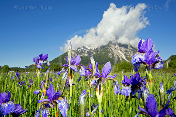 Sibirische Schwertlilie - Iris sibirica - blueht am Fusse des Grimmings